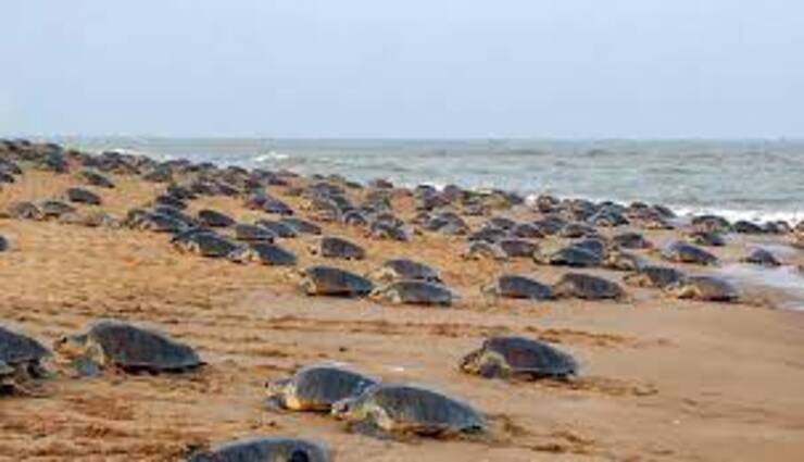 green sea turtles,count,rescue,wildlife,authorities ,
பச்சை கடல் ஆமைகள், எண்ணிக்கை, மீட்பு, வனவிலங்கு, அதிகாரிகள்