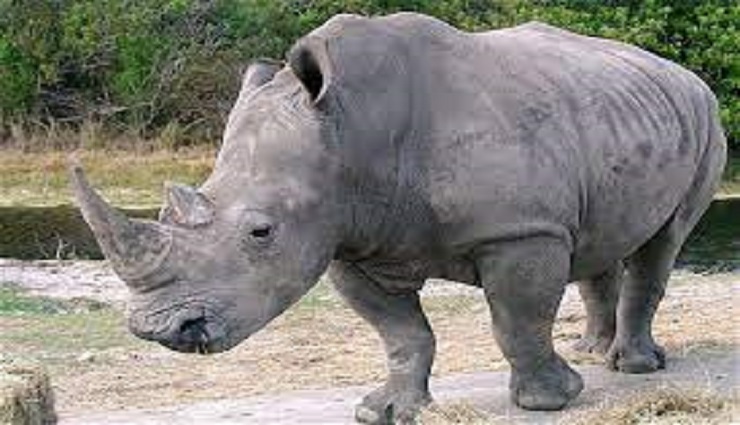 extinction,generations,horn,hunting,rhinoceros , அழிப்பு, காண்டாமிருகம், கொம்பு, பல தலைமுறைகள், வேட்டை