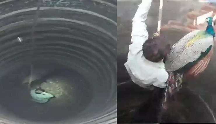 பாசன கிணற்றில் விழுந்து தத்தளித்த மயில் உயிருடன் மீட்பு