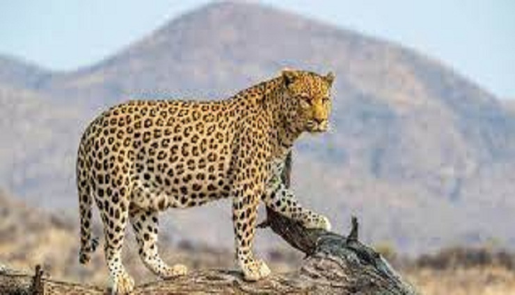awareness,animals leopards,national park,precaution ,உணர்வு, விலங்குகள் சிறுத்தைகள், தேசிய பூங்கா, முன்னெச்சரிக்கை