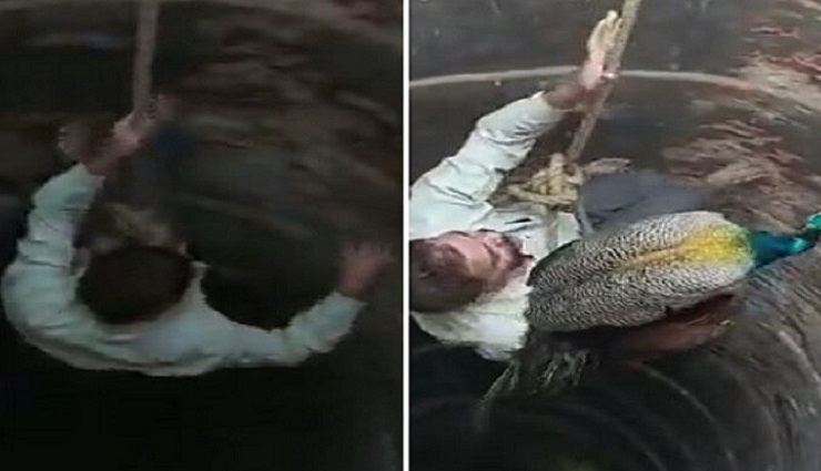 tadpole,peacock,irrigation well,forest department,fire department ,தத்தளிப்பு, மயில், பாசனக்கிணறு, வனத்துறை, தீயணைப்புத்துறை