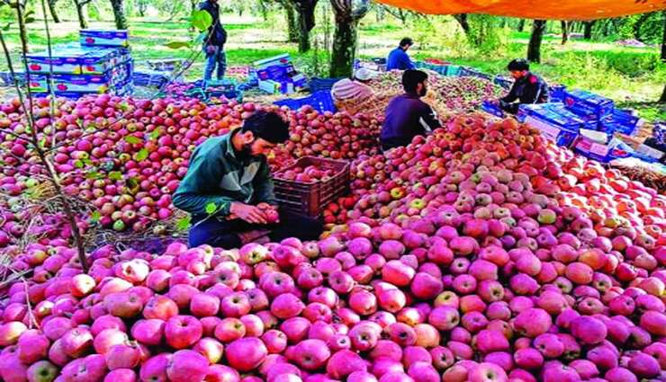 apple farmers,revenue,impact,iran,prices fall ,ஆப்பிள் விவசாயிகள், வருவாய், பாதிப்பு, ஈரான், விலை சரிந்தது