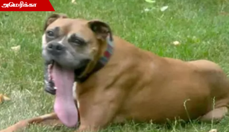 guinness world record dog,longest tongue,three and four inches , கின்னஸ் உலக சாதனை, நீளமான நாக்கு, மூன்று முதல் நான்கு அங்குலம்