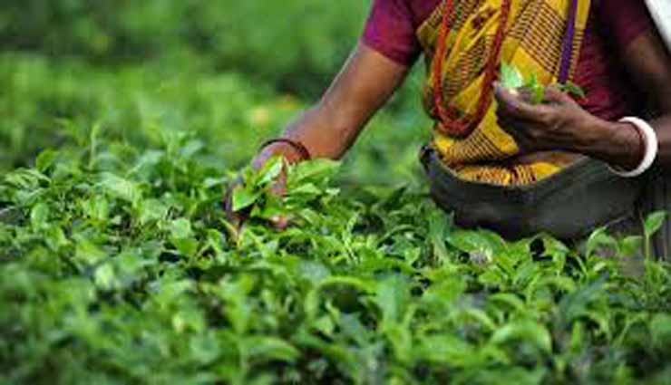 farmers,tea plants,palm oil,kotagiri malar ,விவசாயிகள், தேயிலை செடிகள், பனை ஓலை, கோத்தகிரி மலார்