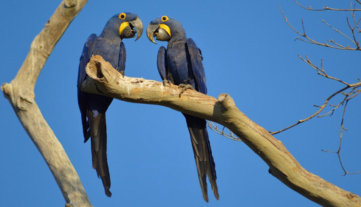 brazil,blue macaque parrots,habitat,officials advised ,பிரேசில், நீலநிற மக்காவ் கிளிகள், வாழிடம், அதிகாரிகள் ஆலோசனை