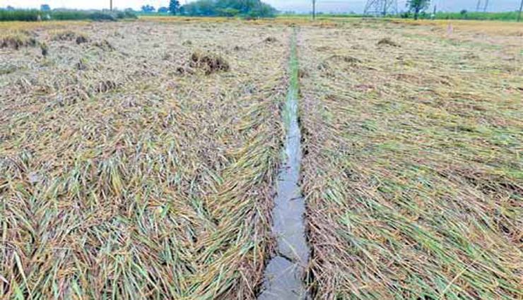 paddy crops,affected,30 acres,vavuniya ,நெற்பயிர்கள், பாதிக்கப்பட்டுள்ளன, 30 ஏக்கர், வவுனியா