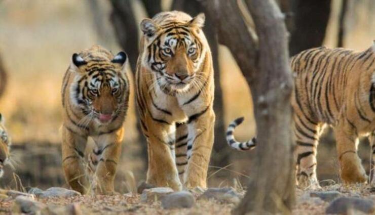 bhopal,forest department,mathya prades,tigers ,புலிகள், போபால். மத்திய பிரதேசம், வனத்துறை