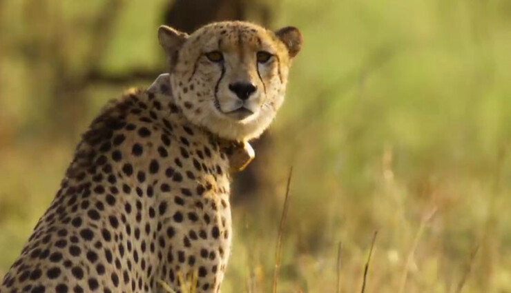 ஐந்து சிவிங்கிப்புலிகள் உயிரிழப்பு குறித்து விசாரிக்க நடவடிக்கை