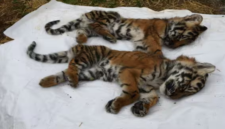 4 tiger cubs,nilgiri forest,tiger census, ,கணக்கெடுப்பு, நீலகிரி வனப்பகுதி,  4 புலி குட்டிகள், 