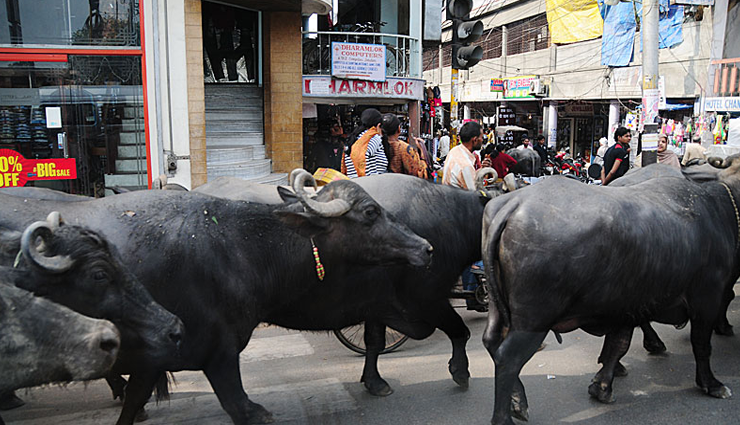 fined,buffalo,road,madhya pradesh ,அபராதம், எருமை, சாலை, மத்தியப் பிரதேசம்