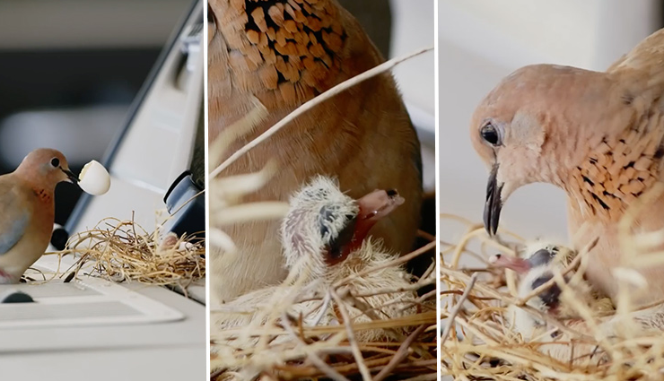 birds,nest,dubai crown prince,hatching chicks ,பறவைகள், கூடு, துபாய் பட்டத்து  இளவரசன், பொரிக்கும் குஞ்சுகள்