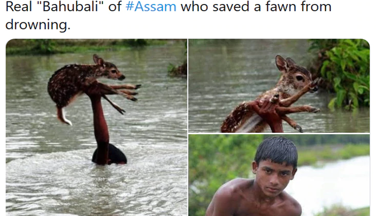 assam,rescue,deer calf,flood ,அசாம், மீட்பு, மான் கன்று, வெள்ளம்