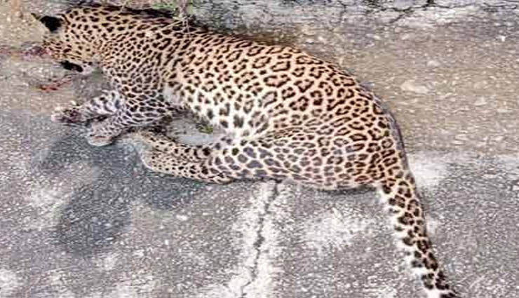 மேகமலையில் சிறுத்தை குட்டி உயிரிழப்பு; வனத்துறையினர் ஆய்வு