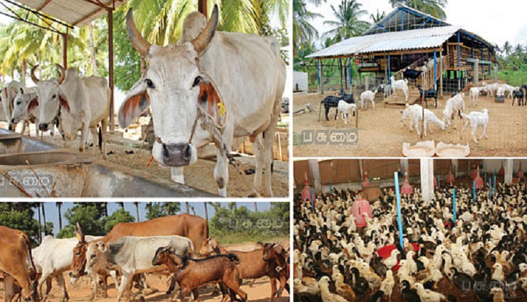 farmers,cattle rearing,animal husabandry,rain ,விவசாயம்,கால்நடை,தீவனம்,பருவமழை,