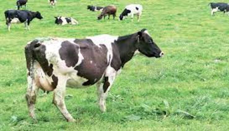 england,pollution,litigation,livestock farms,production ,இங்கிலாந்து, மாசு, வழக்கு, கால்நடை பண்ணைகள், உற்பத்தி