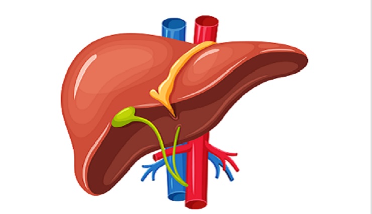 liver,healthy,part,food ,மனித,கல்லீரல் ,உறுப்பு,மனிதர்,