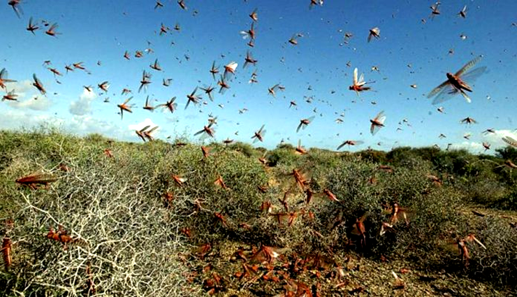 desert locusts,india,17 states,un food security system ,பாலைவன வெட்டுக்கிளிகள்,இந்தியா,17 மாநிலங்களில் பரவும் அபாயம்,ஐ.நா. உணவு பாதுகாப்பு அமைப்பு