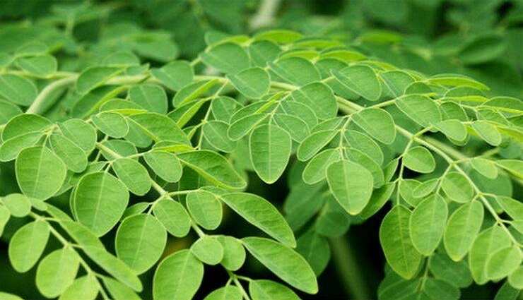 moringa leaf,juice,morning,good ,முருங்கை இலை ,சாறு,சுகர்,உணவு,