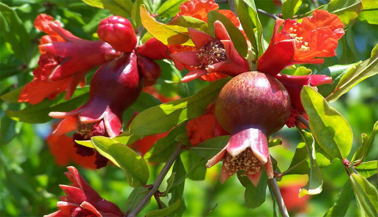 pomegranate flower,health,honey,medicine ,மாதுளம் பூ,ஆரோக்கியம்,தேன்,மருந்து