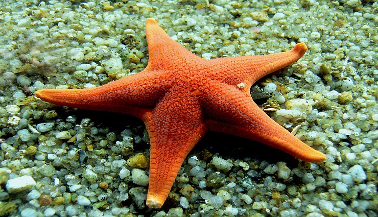 starfish,differnt,colors,sea ,நட்சத்திர மீன்,வித்தியசமான,முட்தோளின், ஒற்றுமை,
