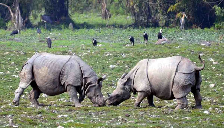 kaziranga national park,zoo,national park,wild animals,animals,wildlife ,காசிரங்கா தேசிய பூங்கா,உலக பாரம்பரிய தளம்,இந்தியா