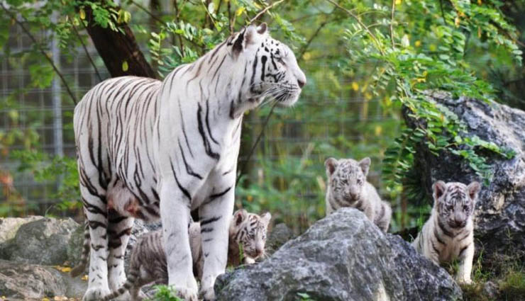 vandalur,zoo,social space,entrance fee,temperature test ,வண்டலூர்,உயிரியல் பூங்கா,சமூக இடைவெளி,நுழைவு கட்டணம்,உடல் வெப்ப பரிசோதனை
