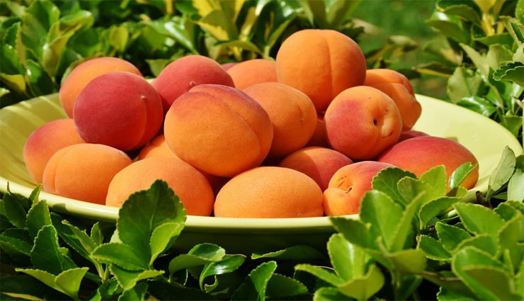 apricot fruit,disease ,ஆப்ரிகாட் பழம் ,நோய்