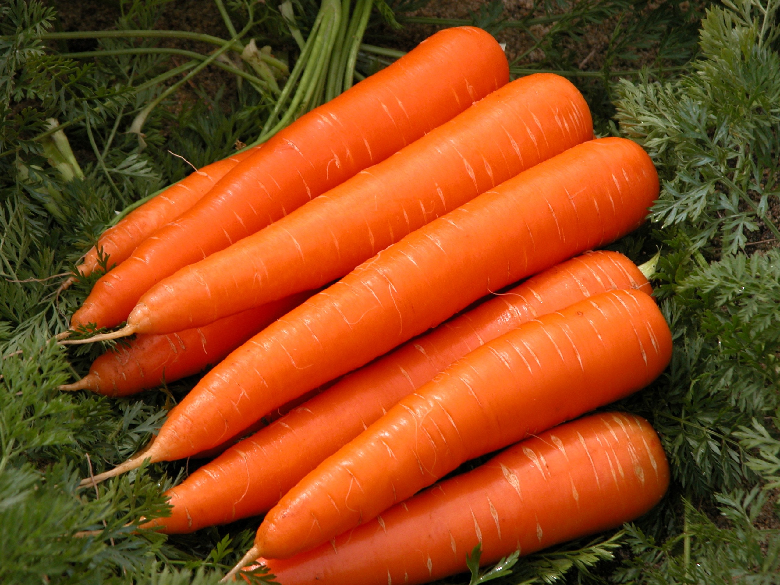 carrot,body ,கேரட்,உடல் 
