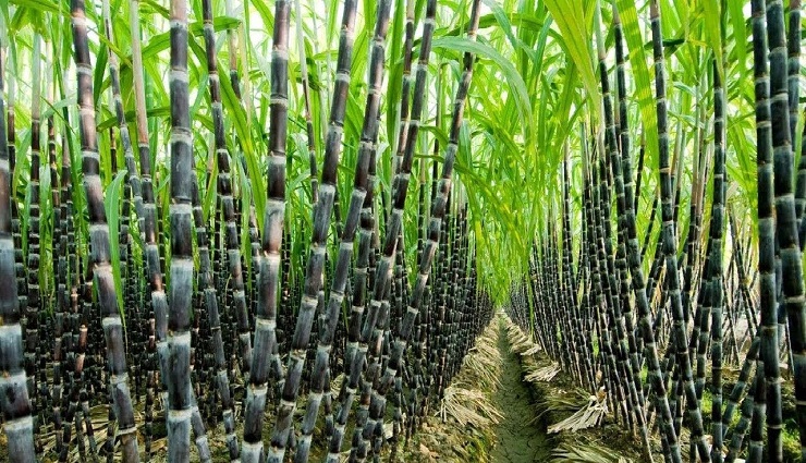 ramdas,sugarcane,procurement price ,ராமதாஸ் ,கரும்பு,கொள்முதல் விலை