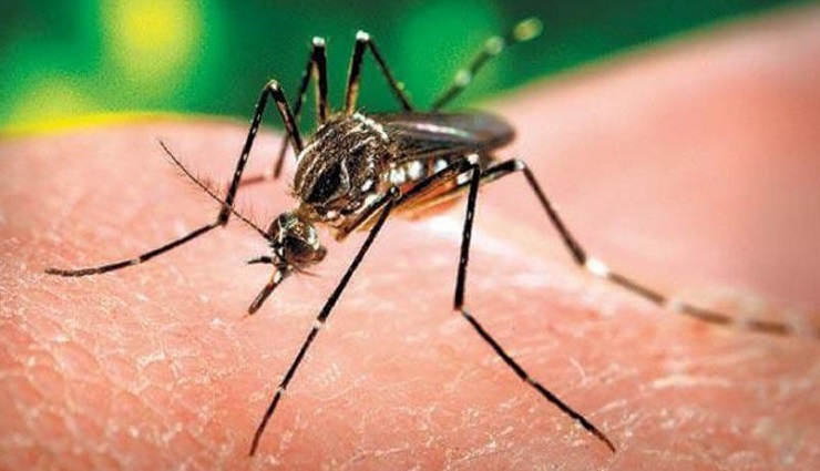dengue,infection,blue fever ,டெங்கு ,பாதிப்பு , ப்ளூ காய்ச்சல் 