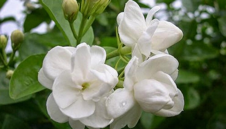 public,jasmine flower ,பொதுமக்கள் ,மல்லிகை பூ