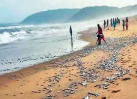 విశాఖలో భారీగా సముద్రపు చేపలు ఒడ్డుకు