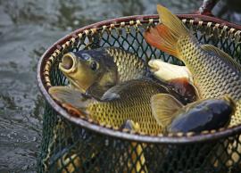 చేపల్లో కరోనా వైరస్ ను గుర్తించిన చైనా అధికారులు