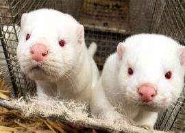 డెన్మార్క్‌లో మింక్స్‌ అనే జీవులనుంచి కరోనా వైరస్‌ మనుషులకు