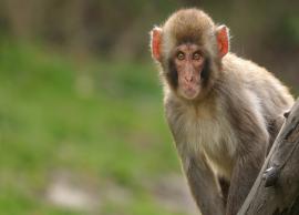 తమిళనాడులో విచిత్ర సంఘటన .. బంగారం , డబ్బులు ఎత్తుకెళ్లిన కోతులు