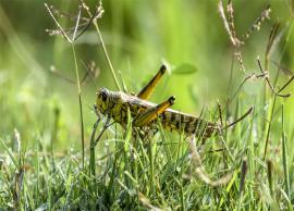 అనంతపురం జిల్లాలో మిడతల వల్ల ఆందోళన