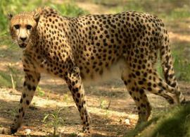 కనిపించిన చిరుత ఆచూకీ