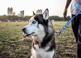 పెంపుడు కుక్కకు తన ఆస్తిలో సగం రాసి ఇచ్చిన ఓ రైతు...!