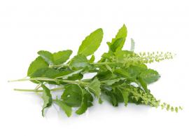 తులసిలో ఉన్న ఆరోగ్య ప్రయోజనాలు