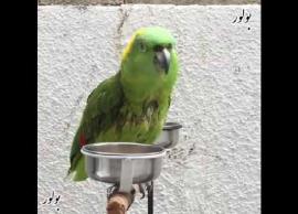 భారీ అగ్నిప్రమాదం నుంచి యజమానిని కాపాడిన రామ చిలుక...!