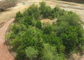 హైదరాబాద్లో జపాన్ పద్దతిలో మొక్కల పెంపకం