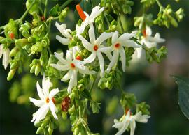 పారిజాత మొక్క ప్రత్యేకతలు ఏమిటి ఎందుకు అయోధ్య భూమిపూజలో ప్రధాని దానిని నాటారు