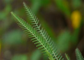 భూసారాన్ని పెంచే ‘పచ్చిరొట్ట’