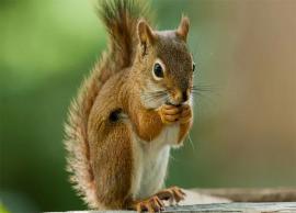 అమెరికాలో ఉడుతకు 'బుబోనిక్ ప్లేగు' ప‌రీక్ష‌లో పాజిటివ్